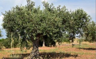 Olivos de todos los tamaños .