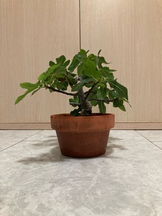 Higuera Ficus Carica