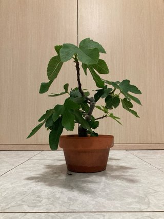 Higuera Ficus Carica