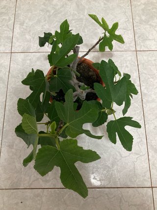 Higuera Ficus Carica