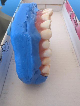 Tipodonto Dientes Naturales