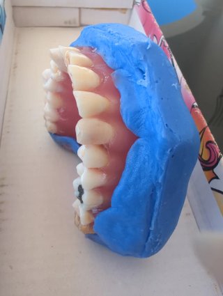 Tipodonto Dientes Naturales