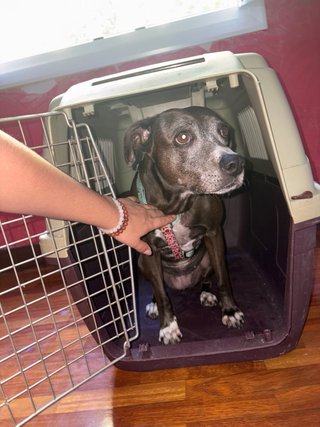 Transportín para perro grande o mediado