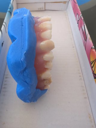 Tipodonto Dientes Naturales