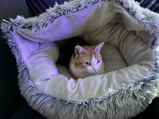 Cama Cueva para Gato Gris y Blanca