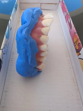 Tipodonto dientes naturales