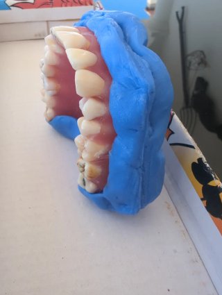 Tipodonto dientes naturales