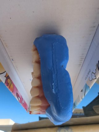 Tipodonto Dientes Naturales