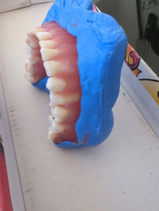 Tipodonto Dientes Naturales