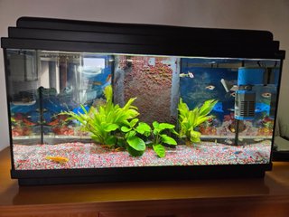 Acuario 100L con Plantas y Accesorios