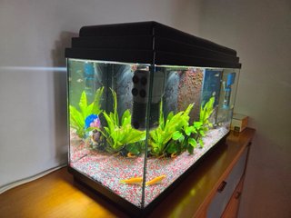 Acuario 100L con Plantas y Accesorios