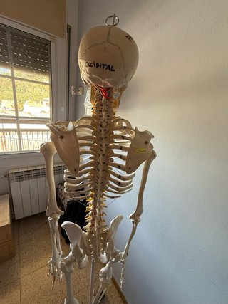 Esqueleto anatomico completo