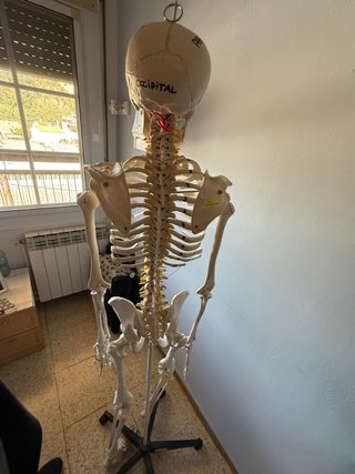Esqueleto anatomico completo
