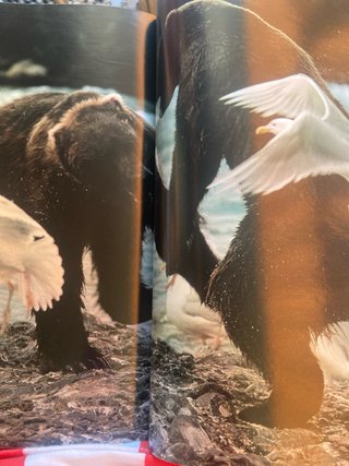 Libro Reino Animal