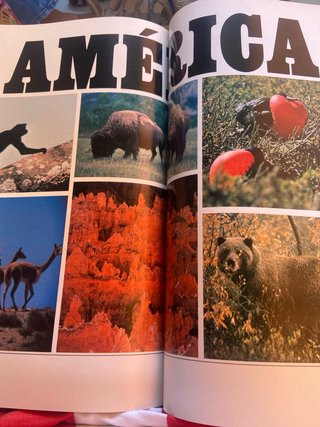 Libro Reino Animal