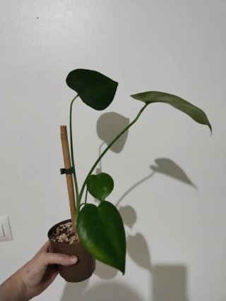 Monstera Deliciosa Planta