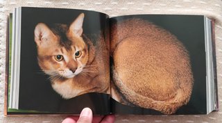 GATOS