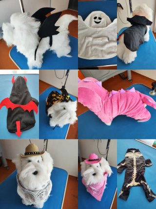 Peluquería Canina
