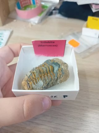 Fósil Trilobites Auténtico