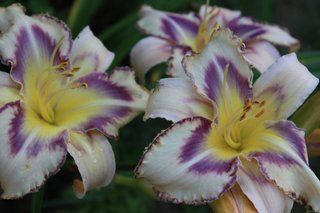 Daylily Destined to See - Fiori Grandi