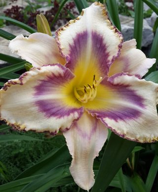 Daylily Destined to See - Fiori Grandi