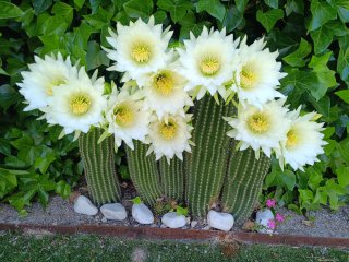 2 CACTUS Echinopsis