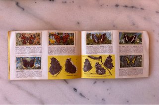 Álbum Cromos Mariposas Británicas Años 60