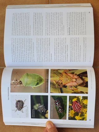 Insectos, la Fauna Oculta de La Mancha.