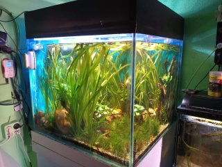 Acuario peces agua dulce