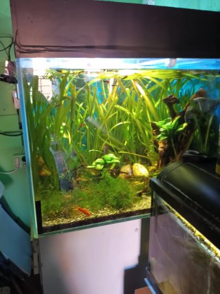 Acuario peces agua dulce