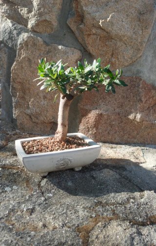 Bonsai Olivo