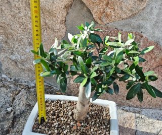 Bonsai Olivo