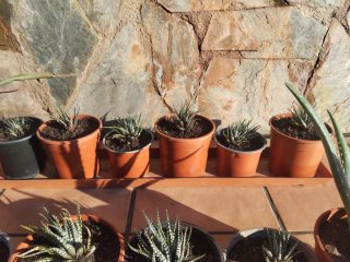 14 plantas naturales