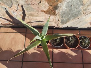 14 plantas naturales