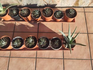 14 plantas naturales