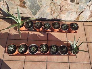 14 plantas naturales