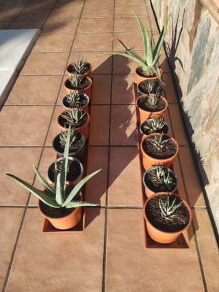 14 plantas naturales
