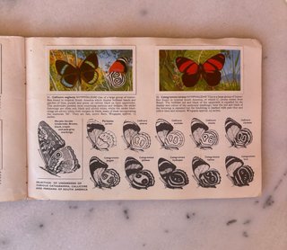 Álbum años 60 Cromos Mariposas del Mundo