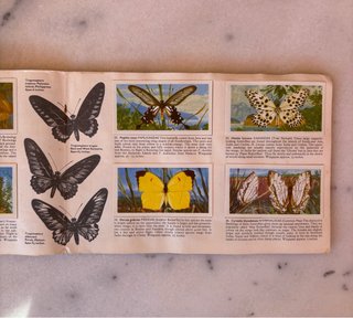 Álbum años 60 Cromos Mariposas del Mundo