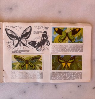 Álbum años 60 Cromos Mariposas del Mundo