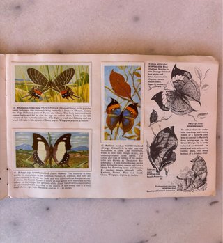 Álbum años 60 Cromos Mariposas del Mundo