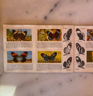 Álbum años 60 Cromos Mariposas del Mundo