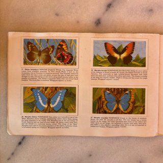 Álbum años 60 Cromos Mariposas del Mundo