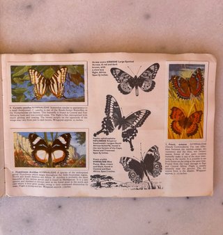 Álbum años 60 Cromos Mariposas del Mundo