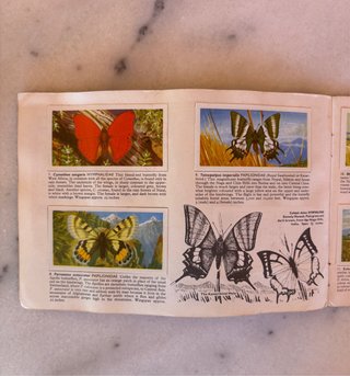 Álbum años 60 Cromos Mariposas del Mundo