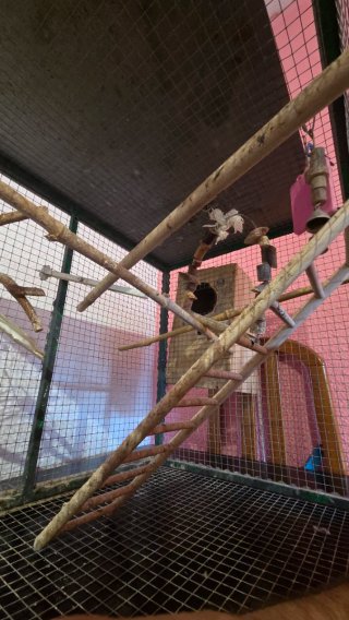 Jaula artesanal para ninfas/pájaros con nido cria