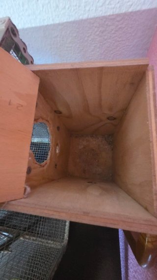 Jaula artesanal para ninfas/pájaros con nido cria