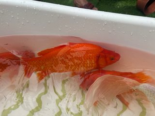 Carpa grande naranja y blanca