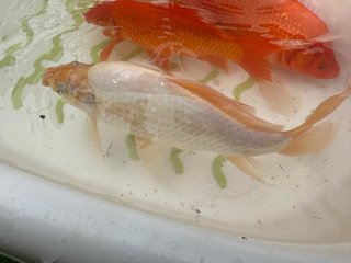 Carpa grande naranja y blanca
