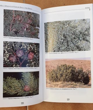 Arboles y Arbustos Península Iberica y Baleares.